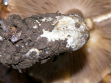 Inocybe corydalina image