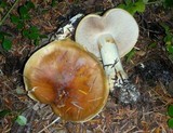 Cortinarius variosimilis image
