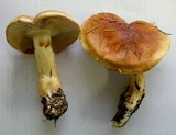Cortinarius variosimilis image