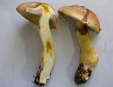 Cortinarius variosimilis image