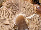 Inocybe corydalina image