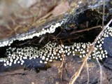 Trichia varia image