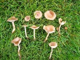 Clitocybe tarda image