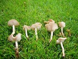 Clitocybe tarda image
