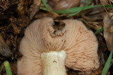 Entoloma ferruginans image