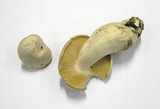 Entoloma sinuatum image