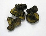 Gyrodon lividus image