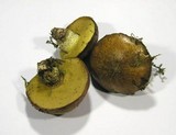 Suillus collinitus image
