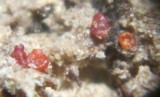 Stylonectria purtonii image