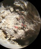 Stylonectria purtonii image