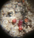 Stylonectria purtonii image