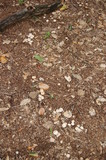 Marasmius albogriseus image