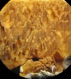 Sarcodontia setosa image