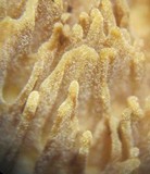 Sarcodontia setosa image