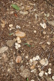Marasmius albogriseus image