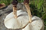 Echinoderma asperum image