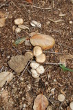 Marasmius albogriseus image