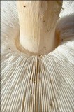 Echinoderma asperum image