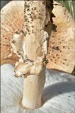 Echinoderma asperum image