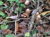 Psathyrella corrugis image