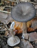 Pseudoclitocybe cyathiformis image