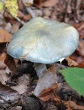 Stropharia caerulea image