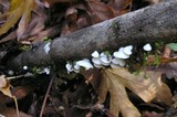 Crepidotus caspari image