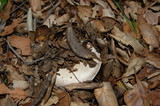Agaricus albolutescens image