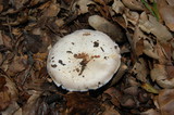 Agaricus albolutescens image