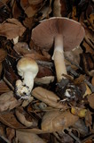 Agaricus semotus image