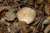 Agaricus semotus image