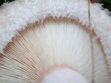 Lactarius pubescens var. betulae image