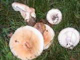 Lactarius pubescens var. betulae image