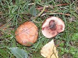 Paxillus involutus image