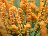 Physarum cinereum image