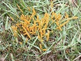 Physarum cinereum image