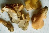 Hydnodon thelephorus image