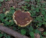 Boletus badius image