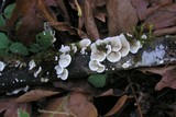 Crepidotus caspari image