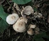 Gymnopus confluens image
