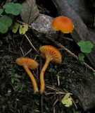 Hygrocybe miniata image