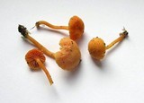 Hygrocybe miniata image