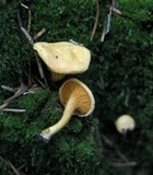 Hygrophoropsis aurantiaca image