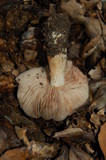 Entoloma ferruginans image