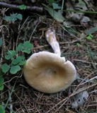 Lepista flaccida image