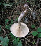 Lepista flaccida image