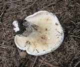 Lactarius vellereus image