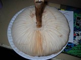 Chlorophyllum rachodes image