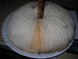 Chlorophyllum rachodes image
