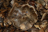Entoloma ferruginans image